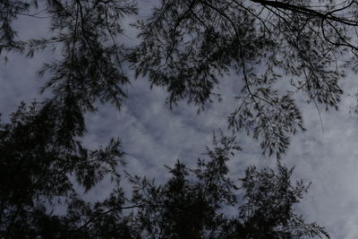 Low angle view of trees against sky