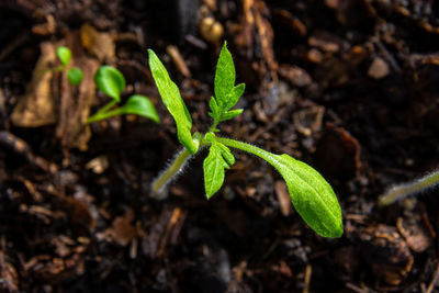 Close-up of plant growing on field