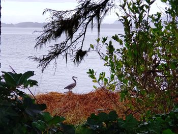 View of birds in lake