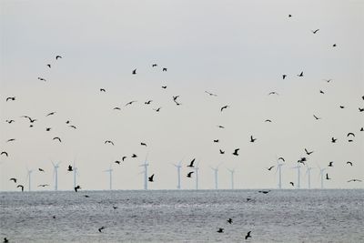 Flock of birds flying over sea