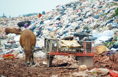 Horse standing on field
