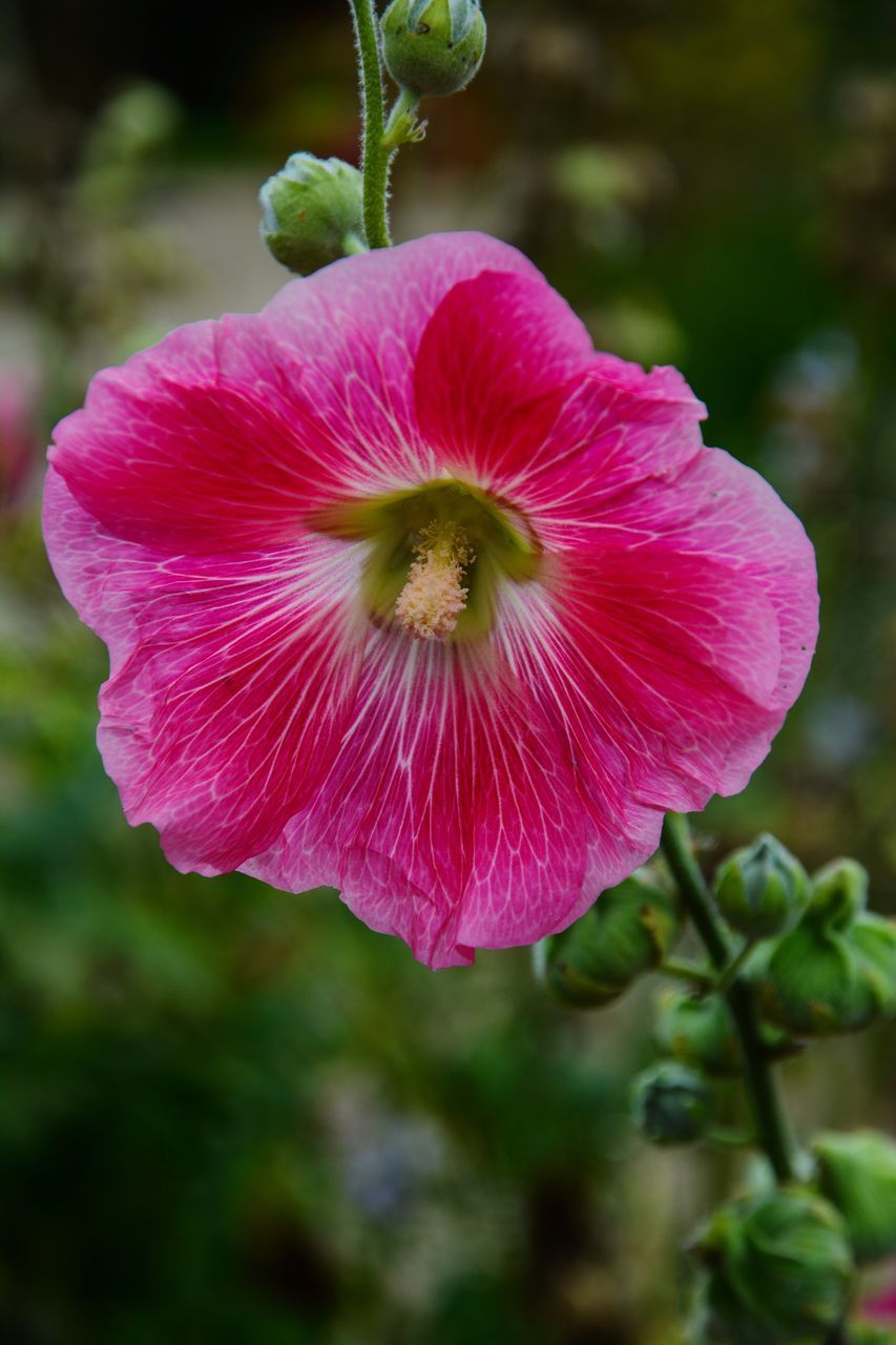 CLOSE-UP OF PINK FLOWERING PLANTS