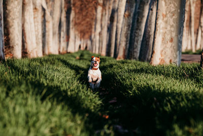 Small dog looking away on grass