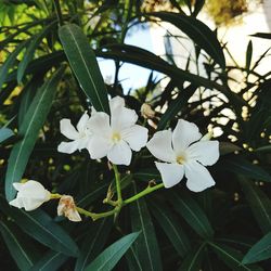 Close-up of white flower tree