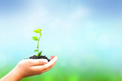 Close-up of hand holding small plant