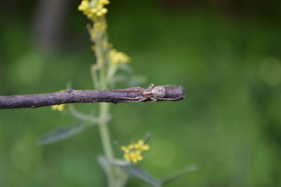 Close-up of plant