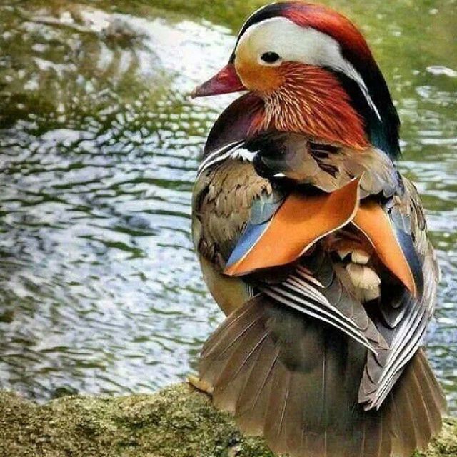 animal themes, bird, animals in the wild, wildlife, one animal, water, beak, duck, lake, nature, close-up, day, outdoors, mallard duck, two animals, perching, water bird, zoology, side view, no people