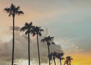 Low angle view of palm trees against sky