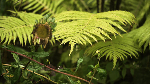 Green ferns in the forest.