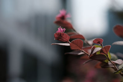 Close-up of flowers on plant