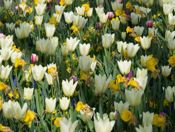 Many tulips in the netherlands