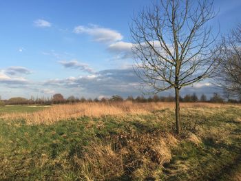 Bare tree on field against sky