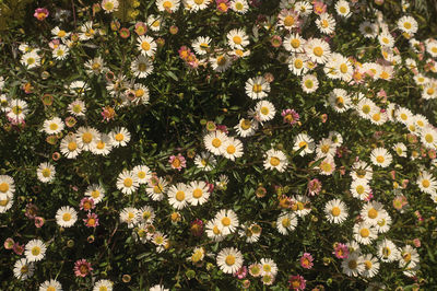 Full frame shot of white daisy flowers