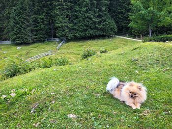 High angle view of dog on field