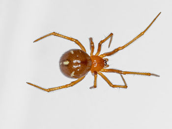 Close-up of spider