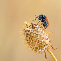 Close-up of insect on flower