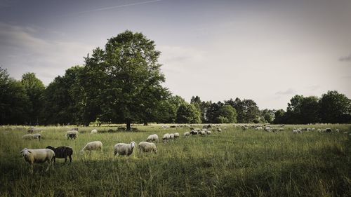 Flock of sheep on grassy field against sky