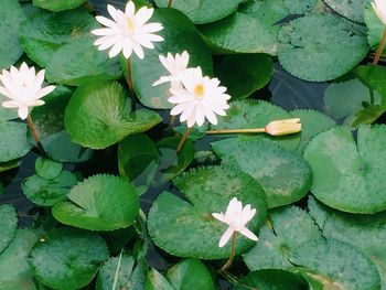 High angle view of water lily blooming outdoors