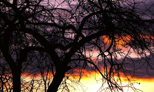 Silhouette of trees at sunset