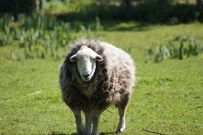 Sheep standing on field