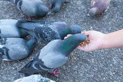 Close-up of hand feeding bird