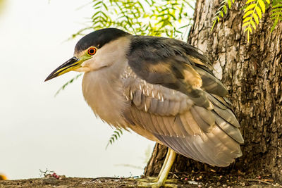 Close-up of bird perching on tree