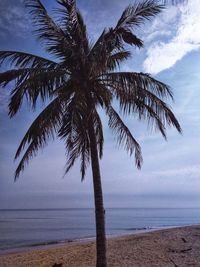 Palm tree by sea against sky