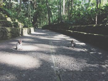 Dog walking on road amidst trees