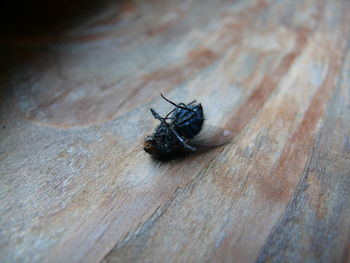 Close-up of insect on wood