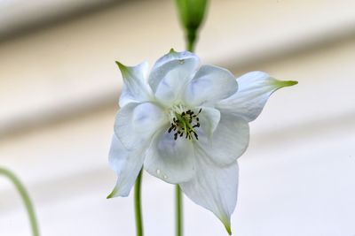 Close-up of white flower blooming outdoors
