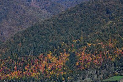High angle view of trees in forest during autumn