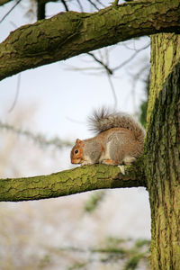 Low angle view of squirrel on tree