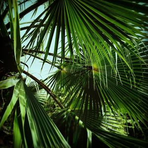 Close-up of palm leaves