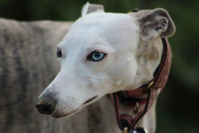 Close-up portrait of a dog