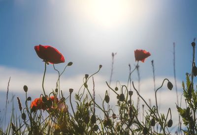 Close-up of red poppy flowers against sky