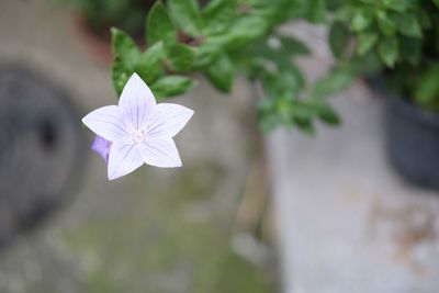 Close-up of purple flowering plant