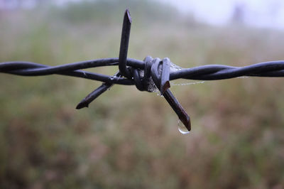 Close-up of barbed wire