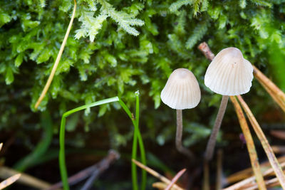 Close-up of mushrooms growing on field