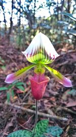 Close-up of crocus blooming outdoors