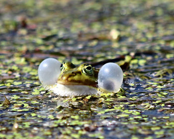 Close-up of turtle in water