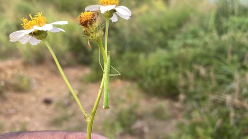 Close-up of bee on plant on field