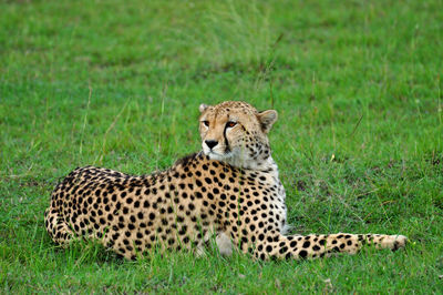 Tiger relaxing on field