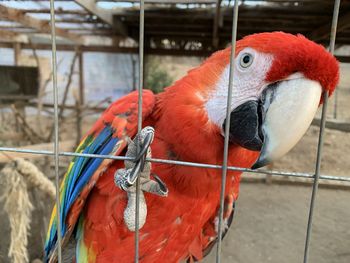 Close-up of parrot behind a wire fence