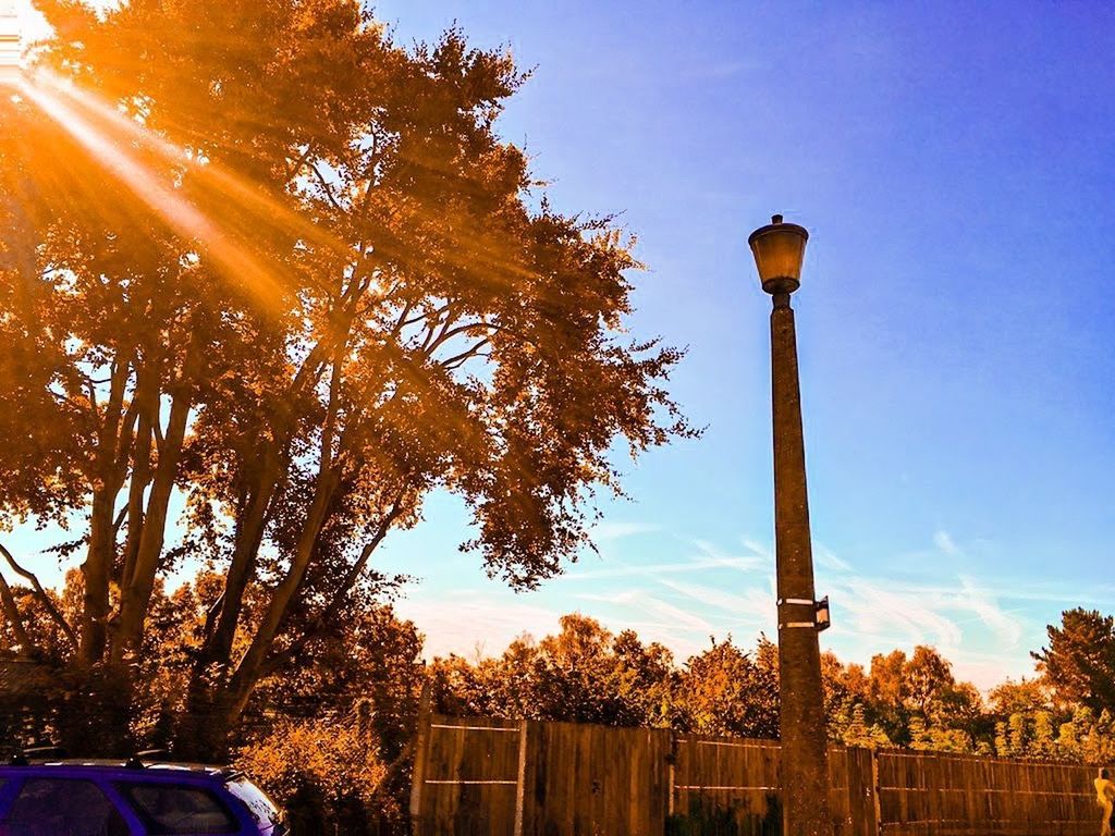 LOW ANGLE VIEW OF TREE