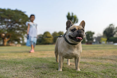 Portrait of dogs on field