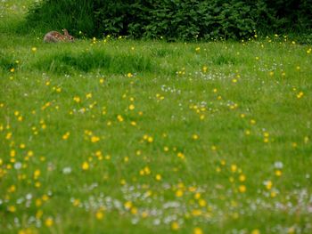 Full frame shot of flowering plants on field