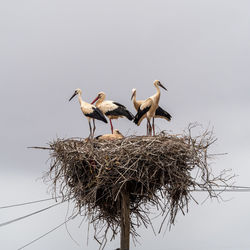 Birds perching on nest against sky