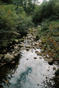 High angle view of stream amidst trees in forest