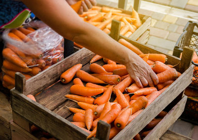 The farmer packs the fresh crop of carrots into bags for sale. freshly harvested carrot. harvesting 
