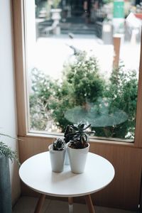 Potted plant on table by window
